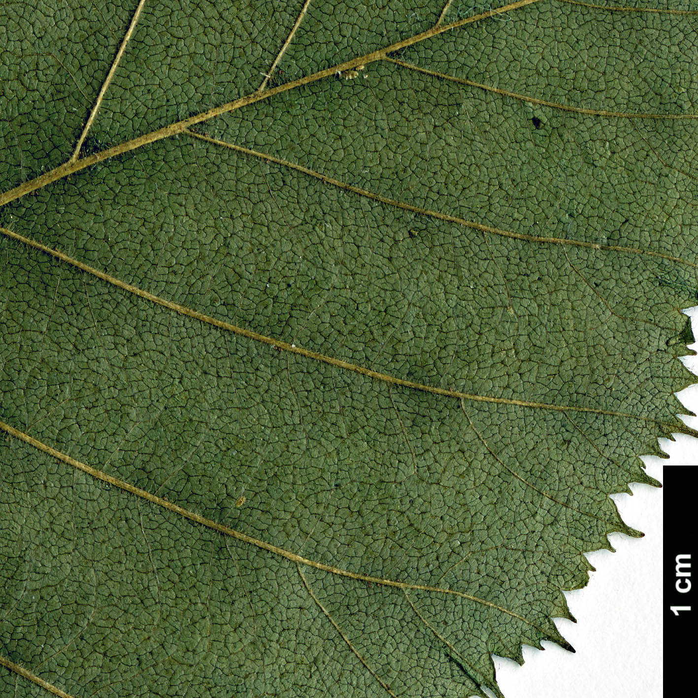 High resolution image: Family: Betulaceae - Genus: Alnus - Taxon: alnobetula - SpeciesSub: subsp. crispa